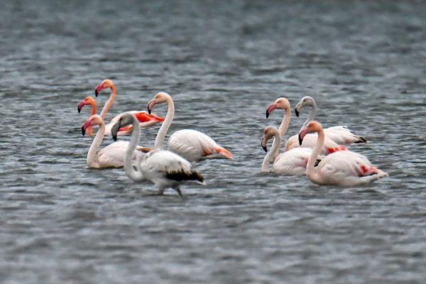 Foto - İklim değişikliği flamingoların göç yolculuğunu etkiledi