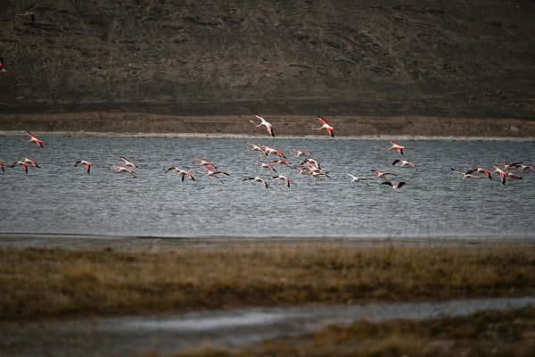 Foto - İklim değişikliği flamingoların göç yolculuğunu etkiledi
