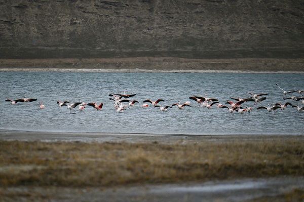 Foto - İklim değişikliği flamingoların göç yolculuğunu etkiledi