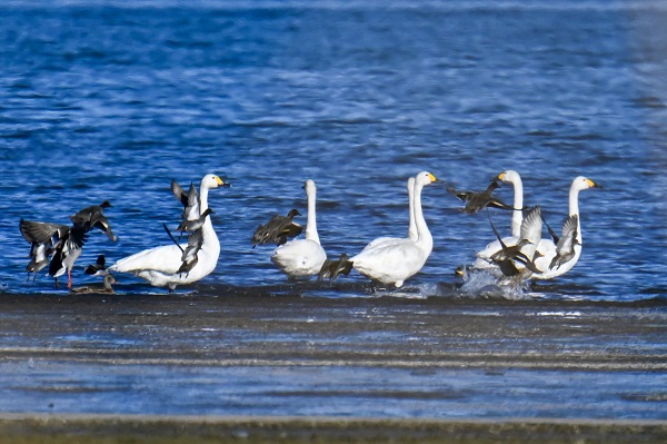 Foto - İklim değişikliği flamingoların göç yolculuğunu etkiledi