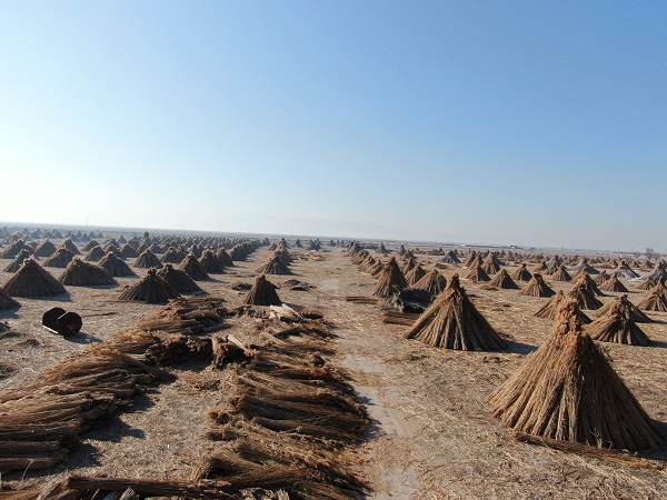 Foto - İklim değişikliği her şeyi etkiledi! Çiftçiler kara kara düşünüyor