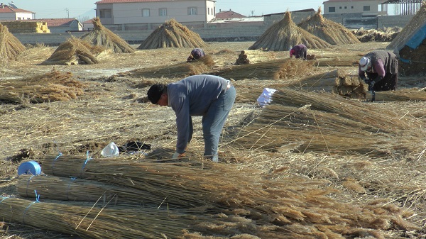 Foto - İklim değişikliği her şeyi etkiledi! Çiftçiler kara kara düşünüyor