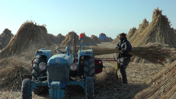 Foto - İklim değişikliği her şeyi etkiledi! Çiftçiler kara kara düşünüyor