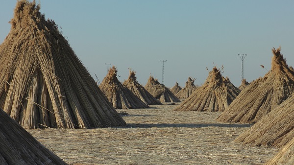 Foto - İklim değişikliği her şeyi etkiledi! Çiftçiler kara kara düşünüyor