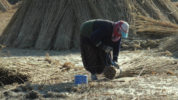 Foto - İklim değişikliği her şeyi etkiledi! Çiftçiler kara kara düşünüyor