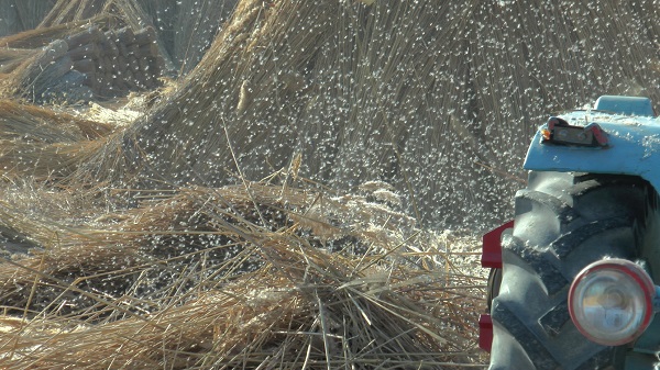 Foto - İklim değişikliği her şeyi etkiledi! Çiftçiler kara kara düşünüyor