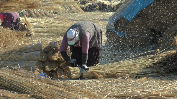 Foto - İklim değişikliği her şeyi etkiledi! Çiftçiler kara kara düşünüyor
