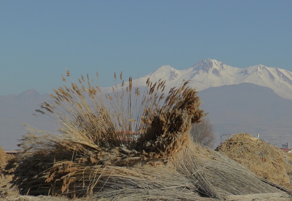 Foto - İklim değişikliği her şeyi etkiledi! Çiftçiler kara kara düşünüyor