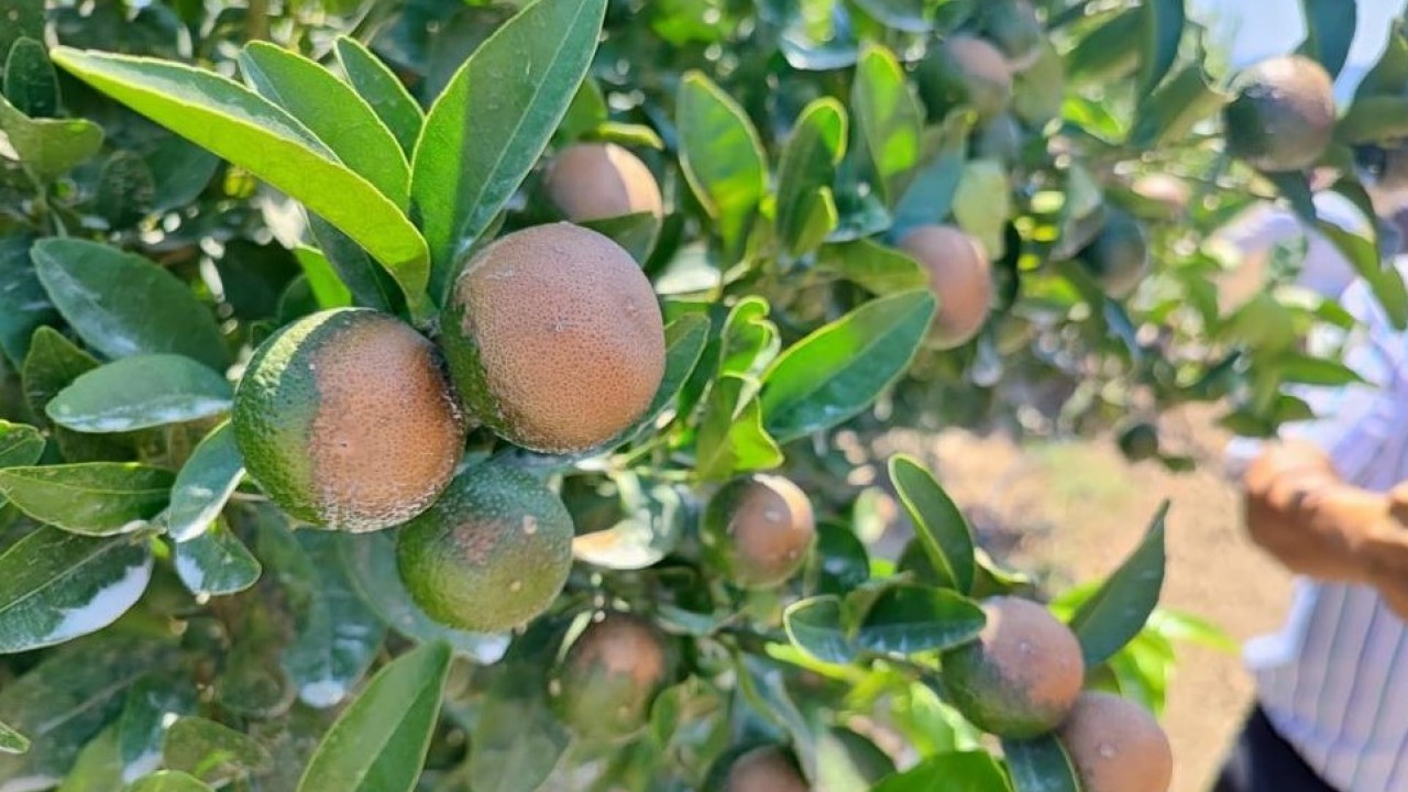 İklim değişikliği tarımsal faaliyetleri tehdit ediyor! "Böyle bir afet daha önce olmamıştı