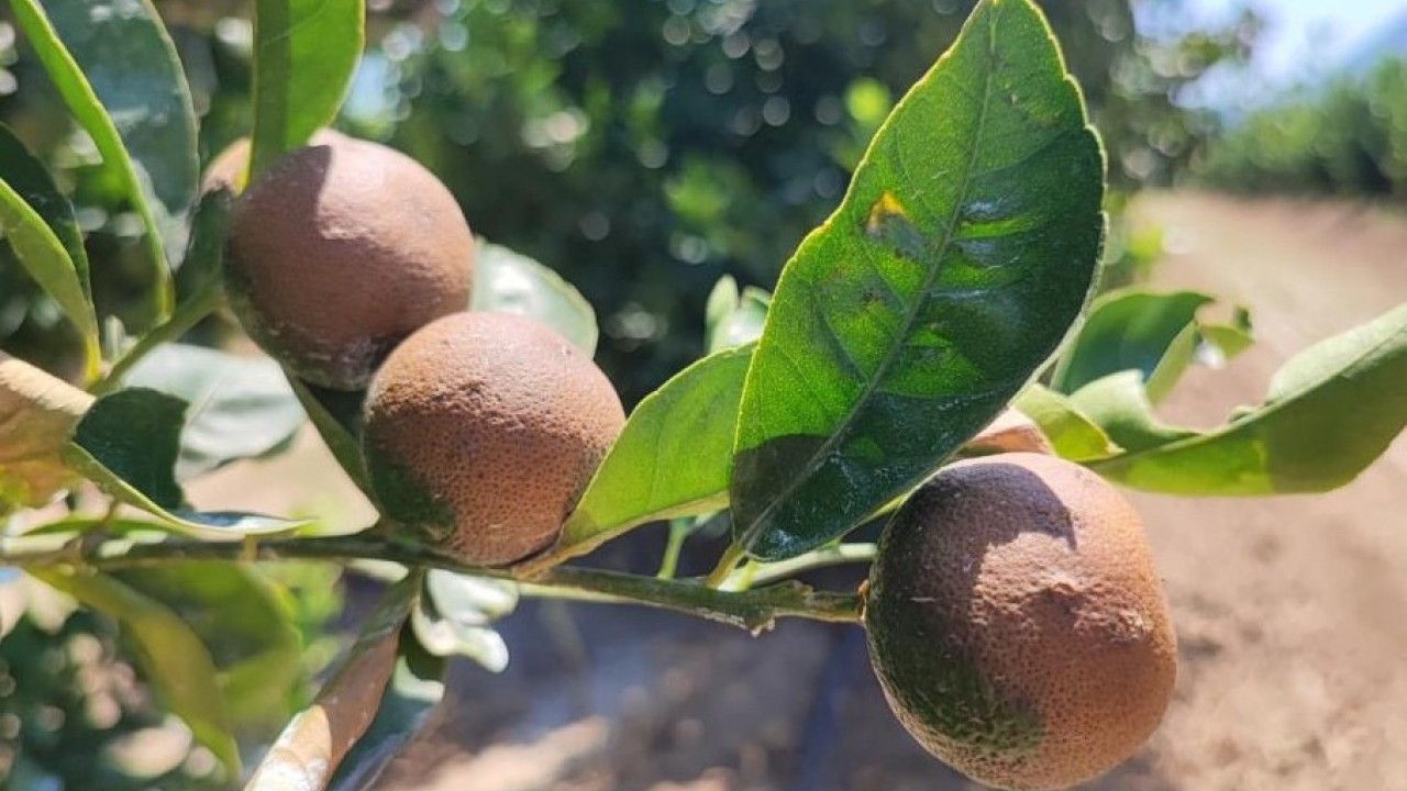 Foto - İklim değişikliği tarımsal faaliyetleri tehdit ediyor! "Böyle bir afet daha önce olmamıştı