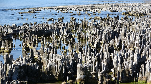 Foto - İklim değişikliği Van Gölü'nü vurdu! Kıyı çekilince gizem ortaya çıktı
