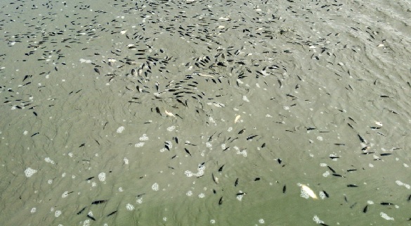 Foto - İklim krizi büyüyor! O gölden geriye birkaç su öbeği kaldı