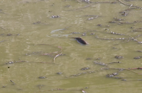 Foto - İklim krizi büyüyor! O gölden geriye birkaç su öbeği kaldı