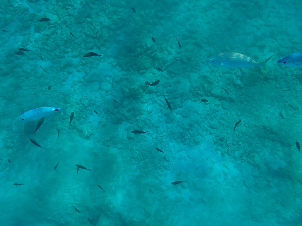 Foto - İklim krizi etkiliyor! Kızıldeniz’den Akdeniz’e tehdit