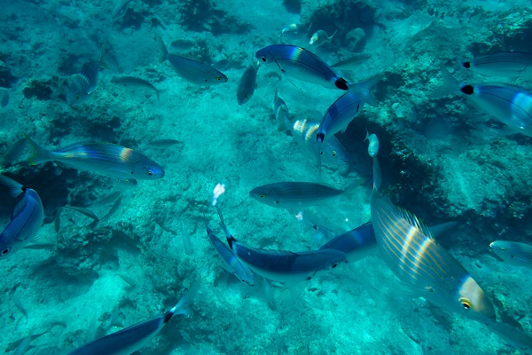 Foto - İklim krizi etkiliyor! Kızıldeniz’den Akdeniz’e tehdit