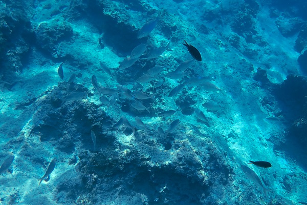 Foto - İklim krizi etkiliyor! Kızıldeniz’den Akdeniz’e tehdit
