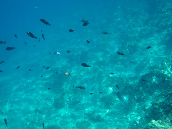 Foto - İklim krizi etkiliyor! Kızıldeniz’den Akdeniz’e tehdit