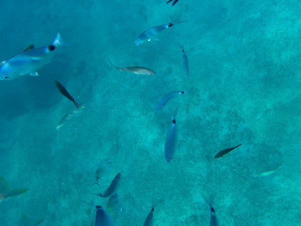 Foto - İklim krizi etkiliyor! Kızıldeniz’den Akdeniz’e tehdit