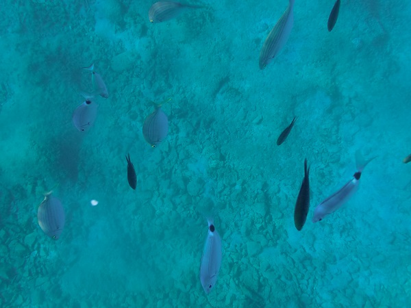 Foto - İklim krizi etkiliyor! Kızıldeniz’den Akdeniz’e tehdit