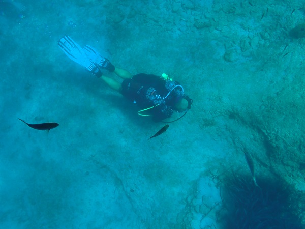 Foto - İklim krizi etkiliyor! Kızıldeniz’den Akdeniz’e tehdit