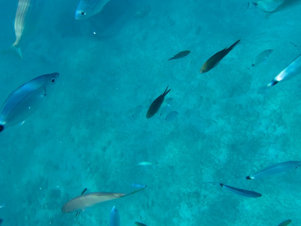 Foto - İklim krizi etkiliyor! Kızıldeniz’den Akdeniz’e tehdit