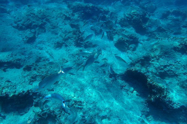 Foto - İklim krizi etkiliyor! Kızıldeniz’den Akdeniz’e tehdit