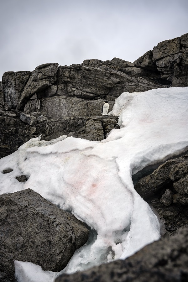 Foto - İklim krizi her geçen gün büyüyor! Beyaz Kıta'nın İmparatoru’nu bekleyen tehlike