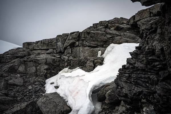 Foto - İklim krizi her geçen gün büyüyor! Beyaz Kıta'nın İmparatoru’nu bekleyen tehlike