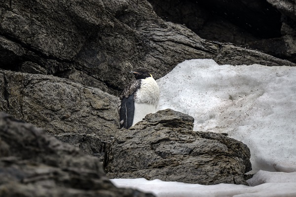 Foto - İklim krizi her geçen gün büyüyor! Beyaz Kıta'nın İmparatoru’nu bekleyen tehlike