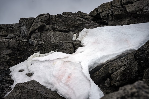 Foto - İklim krizi her geçen gün büyüyor! Beyaz Kıta'nın İmparatoru’nu bekleyen tehlike