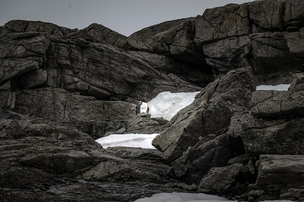 Foto - İklim krizi her geçen gün büyüyor! Beyaz Kıta'nın İmparatoru’nu bekleyen tehlike