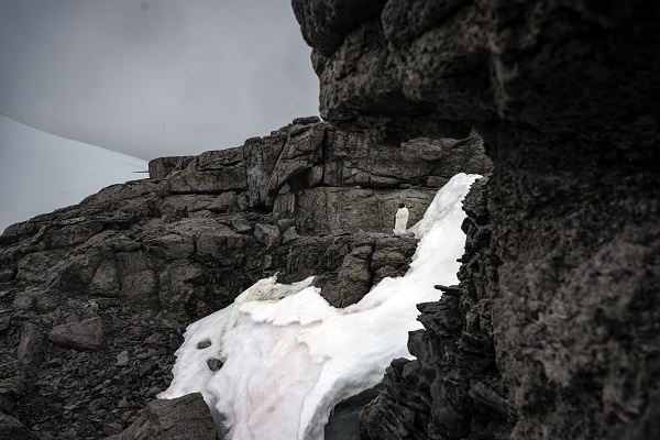 Foto - İklim krizi her geçen gün büyüyor! Beyaz Kıta'nın İmparatoru’nu bekleyen tehlike