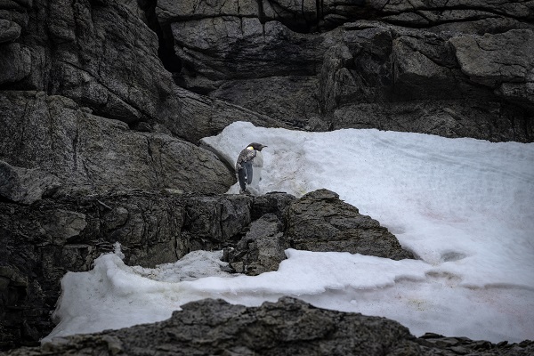 Foto - İklim krizi her geçen gün büyüyor! Beyaz Kıta'nın İmparatoru’nu bekleyen tehlike