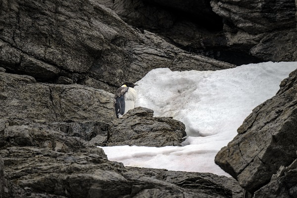 Foto - İklim krizi her geçen gün büyüyor! Beyaz Kıta'nın İmparatoru’nu bekleyen tehlike