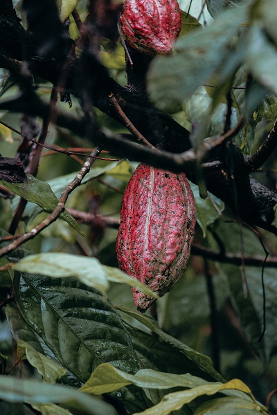 Foto - İklim krizi korkutuyor! Bu gıdaları bir daha yiyemeyebiliriz