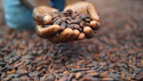 Foto - İklim krizi korkutuyor! Bu gıdaları bir daha yiyemeyebiliriz