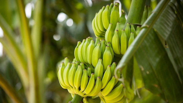 Foto - İklim krizi korkutuyor! Bu gıdaları bir daha yiyemeyebiliriz