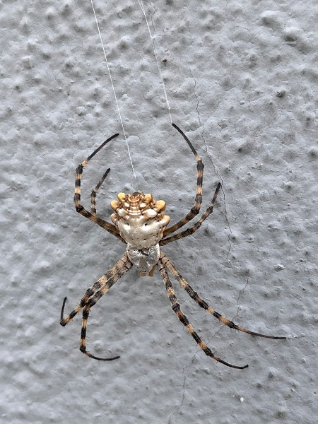Foto - İklim krizi yeni bir tür getirdi! Aman dikkat bu örümcek yayılmaya başladı