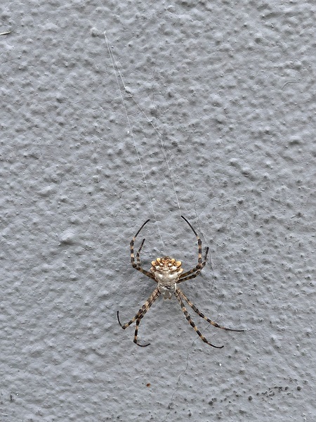 Foto - İklim krizi yeni bir tür getirdi! Aman dikkat bu örümcek yayılmaya başladı