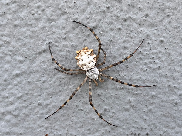 Foto - İklim krizi yeni bir tür getirdi! Aman dikkat bu örümcek yayılmaya başladı