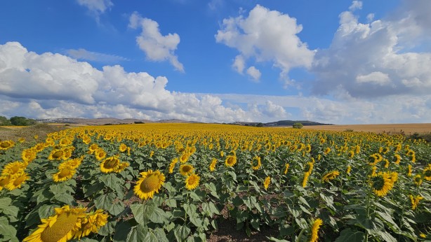 Foto - İklim şartları sebebiyle hububatta istenilen rekolte olmadı