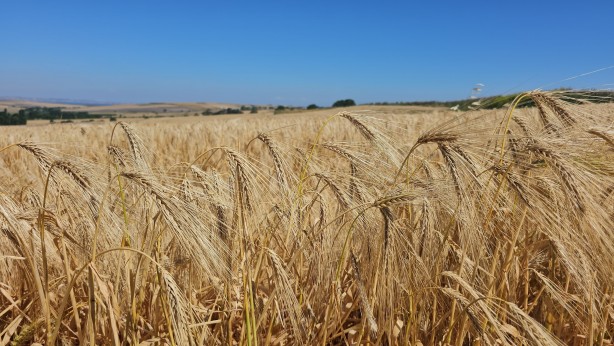 Foto - İklim şartları sebebiyle hububatta istenilen rekolte olmadı