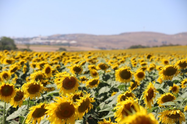 Foto - İklim şartları sebebiyle hububatta istenilen rekolte olmadı