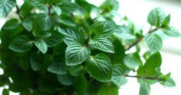 Foto - İlaç kullanmadan ağrılardan kurtulmak mümkün!