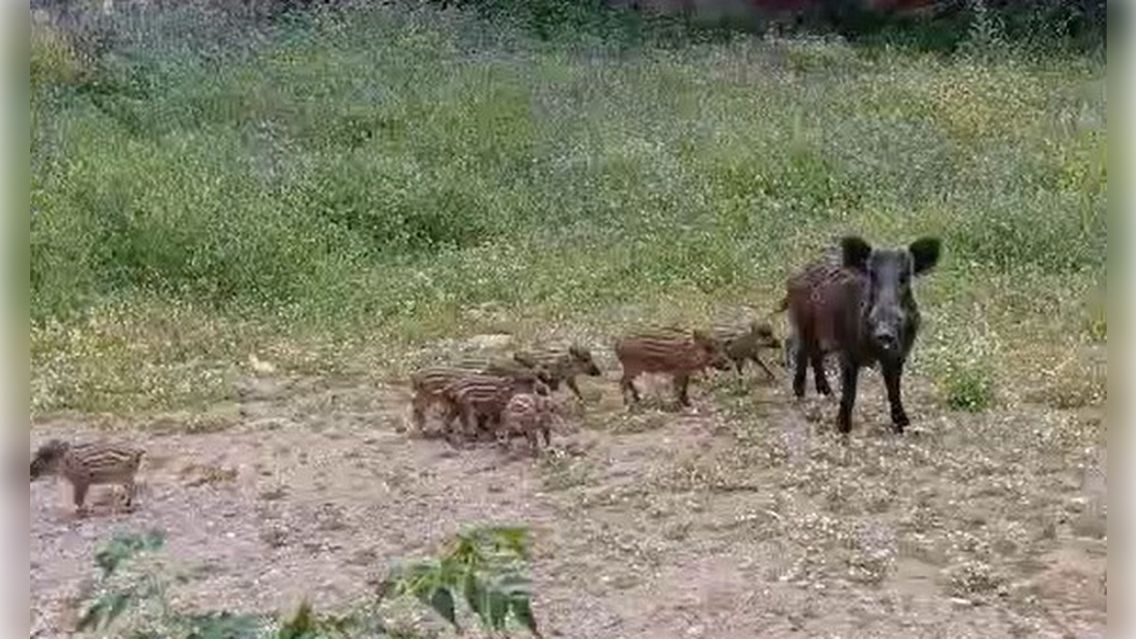 Foto - İlçe sakinleri ne yapacaklarını şaşırdı! CHP işini yapmıyor domuzlar bayram ediyor!