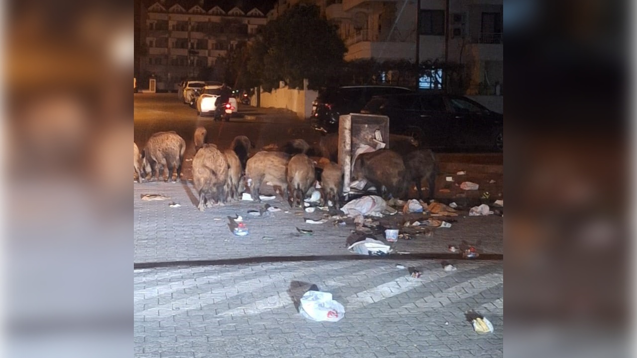 Foto - İlçe sakinleri ne yapacaklarını şaşırdı! CHP işini yapmıyor domuzlar bayram ediyor!