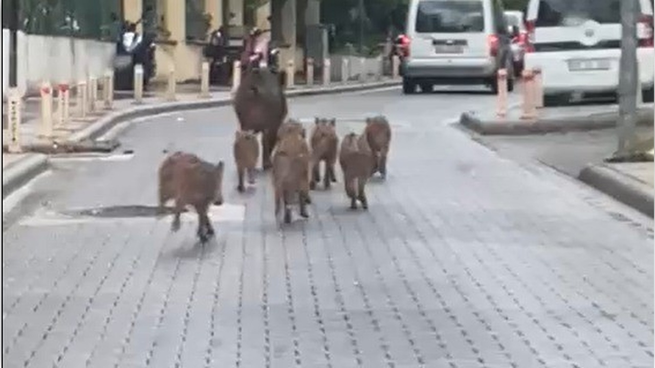 Foto - İlçe sakinleri ne yapacaklarını şaşırdı! CHP işini yapmıyor domuzlar bayram ediyor!