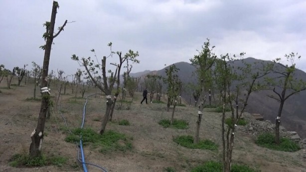 Foto - İlçe yedinci kez taşınacak! Ağaçlar sökülüyor