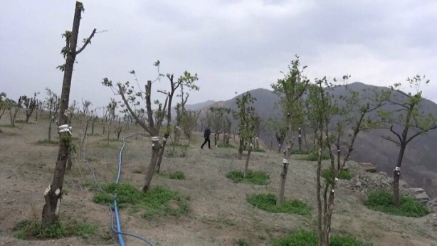 Foto - İlçe yedinci kez taşınacak! Ağaçlar sökülüyor