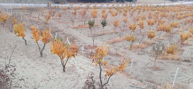 Foto - İlçenin alternatif gelir kaynağı olacak